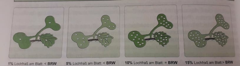 Lochfraß im Raps - Schema zum Befall