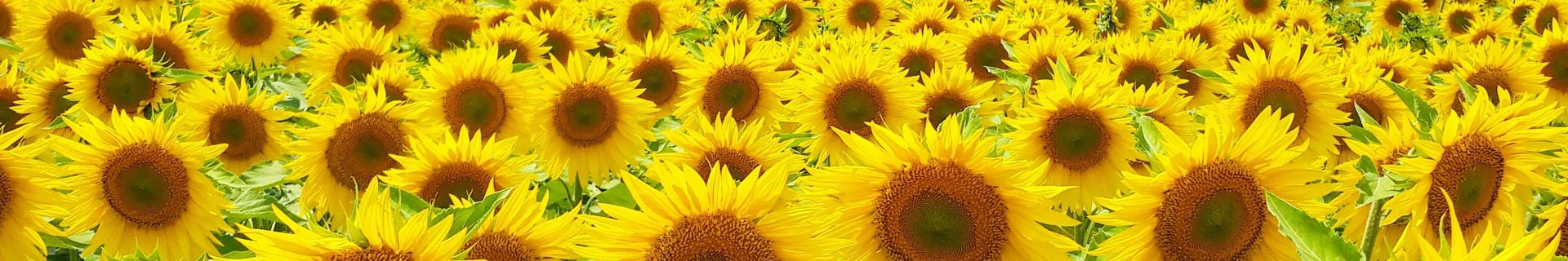 LG Sonnenblumen