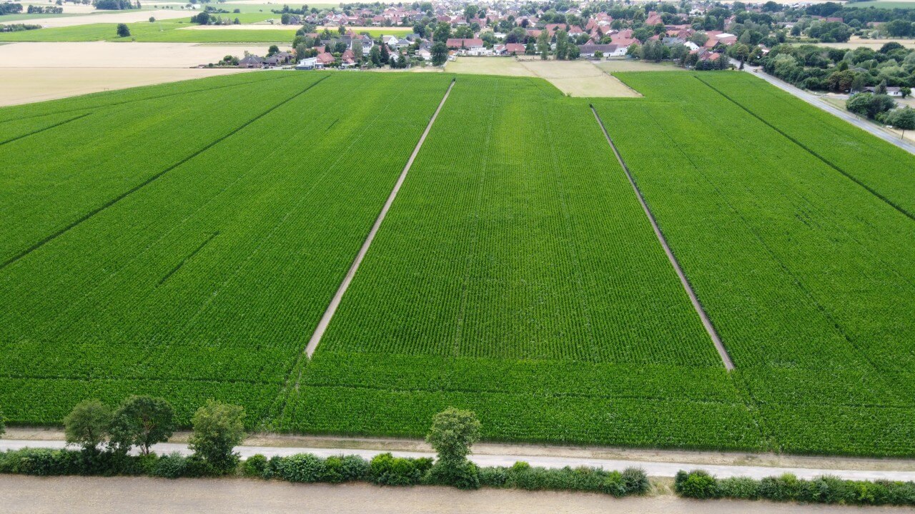 Blick auf den Mais vom 06.07.2022