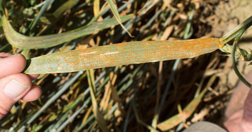 Braunrost (Puccinia Recondita)