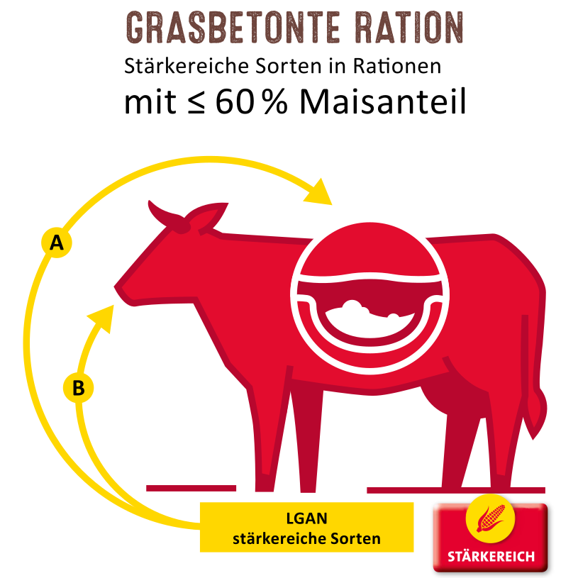 Stärkereiche Qualitäts-Maissorten für graslastige und ausgewogene Rationen