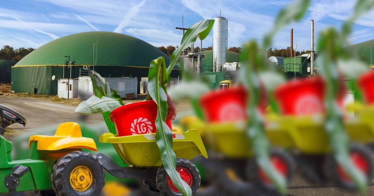 Maisanbau - Perspektive Biogas Erzeugung