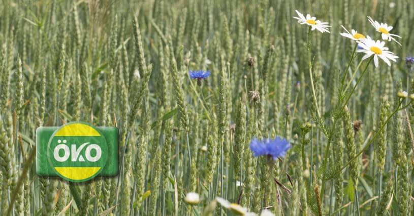 LG bietet Ökosaatgut (Biosaatgut) für Getreide, Mais und Sonnenblume