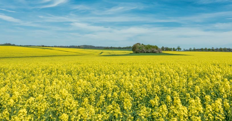 Rapsfeld in der Blüte