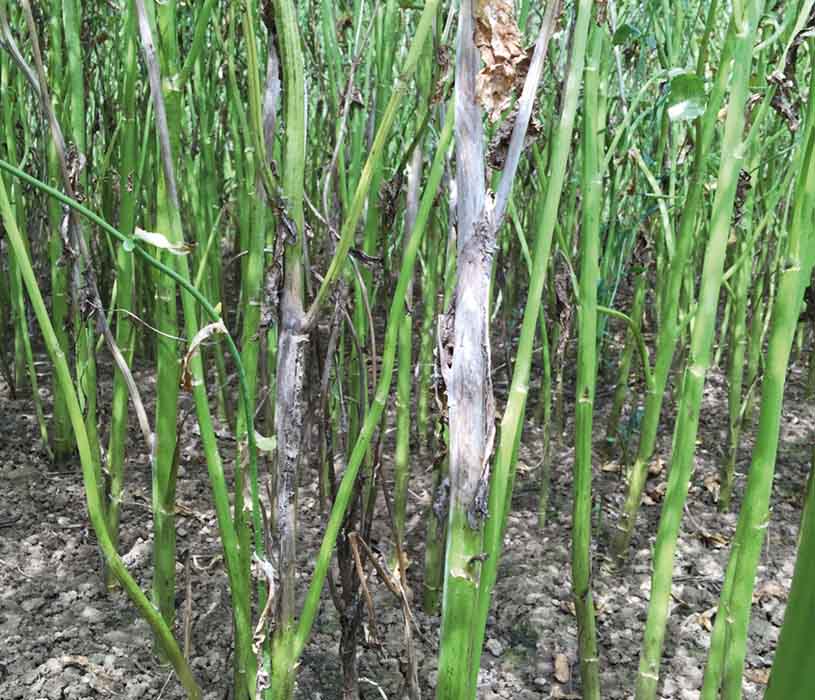 Typischer Sclerotinia-Befall am Stängel