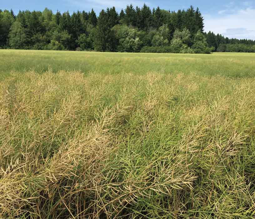 Sclerotinia - Notreife Pflanzen im Bestand