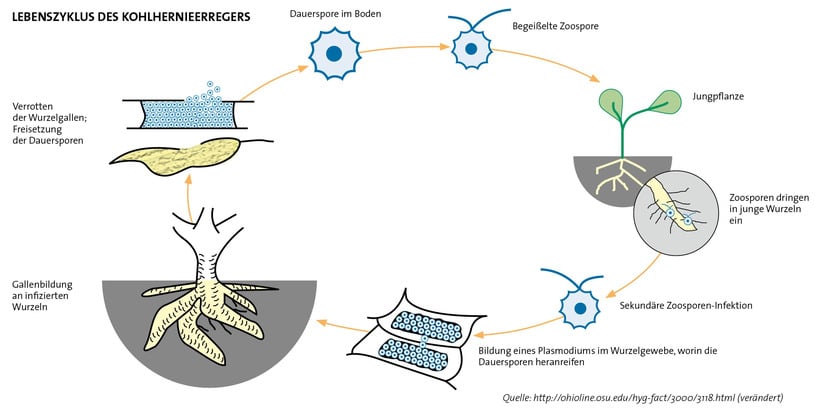 Lebenszyklus des Kohlhernieerregers - schematische Darstellung