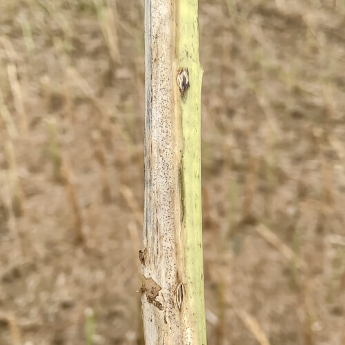 verticillium - zur Ernte ist der Stängel halbseitig silbergrau bis schwarz verfärbt