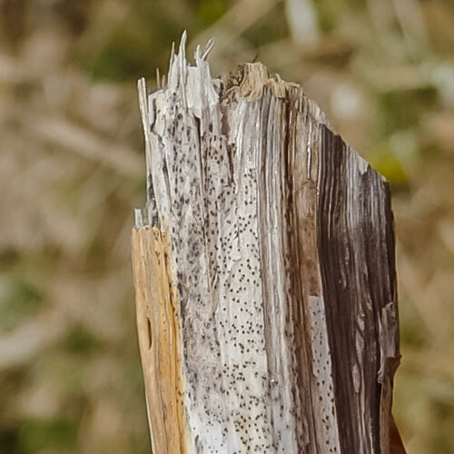 verticillium - mikrosklerotien im Boden sind über 8 Jahre und länger überlebensfähig