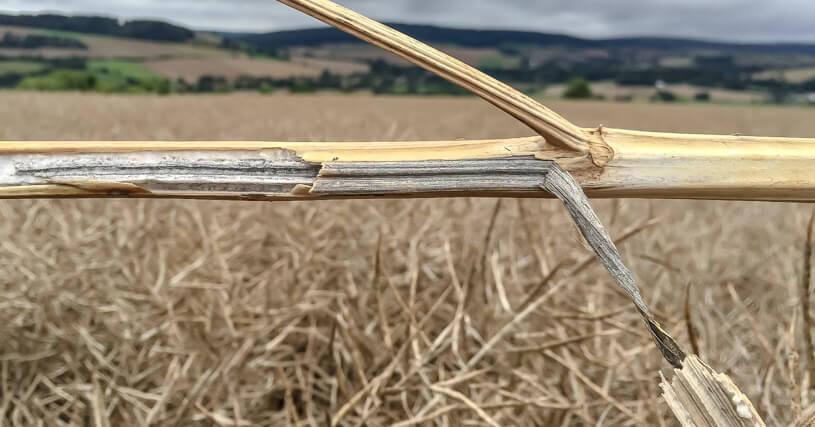 verticillium - das Stängelmark ist grauschwarz verfärbt