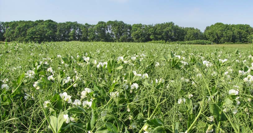 Erbsenfeld in der Blüte